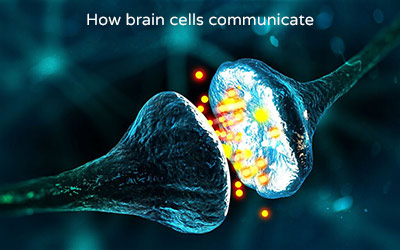 brain communication cells