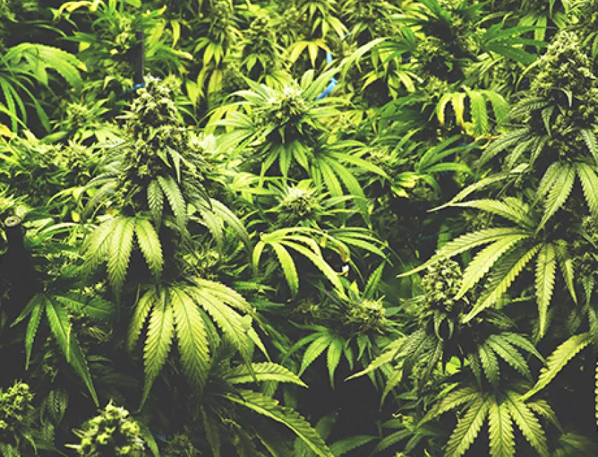 marijuana plant