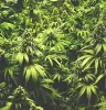 marijuana plant
