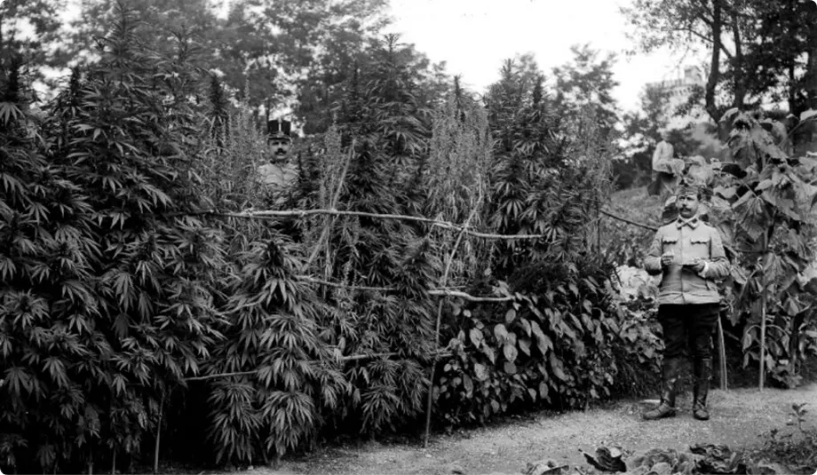 Old Photo of Marijuana Plants 